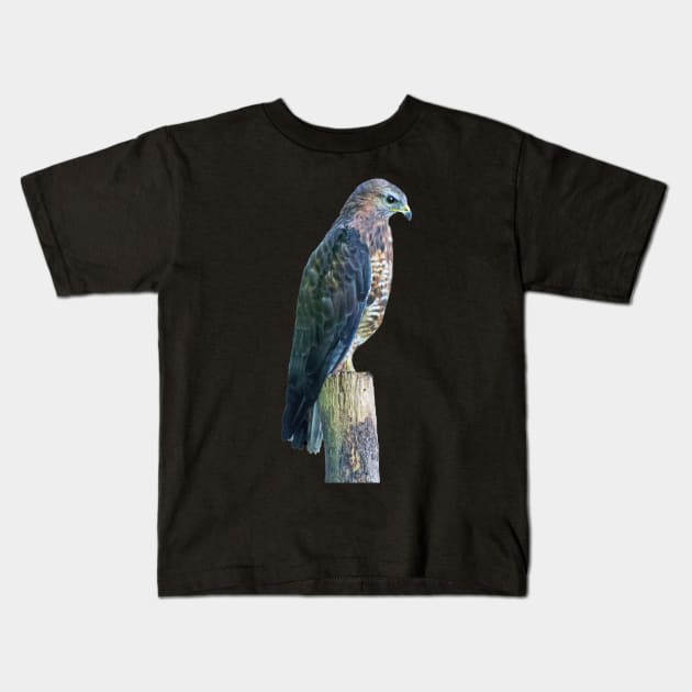 Perigrine Falcon Kids T-Shirt by Lynn